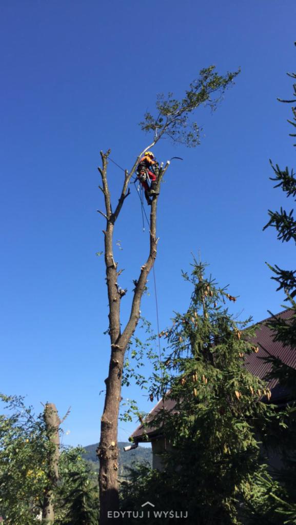 Arborysta w kasku i uprzęży, przycina wysokie drzewo z użyciem liny i piły łańcuchowej na tle błękitnego nieba.