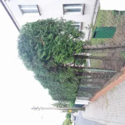 Gęste, zielone tuje rosnące wzdłuż metalowej siatki ogrodzeniowej, widok z chodnika na tle jasnego budynku mieszkalnego z oknami.