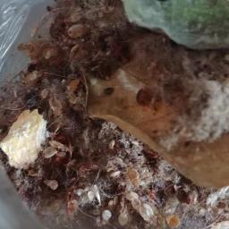 Freshmaker - Dezynsekcja