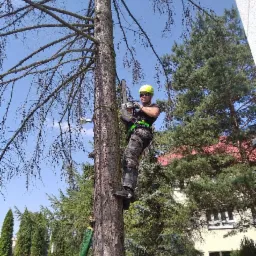 Pracownik w kasku i okularach ochronnych, zabezpieczony linami, wspina się na wysokie drzewo iglaste z piłą spalinową w ręku, przygotowując się do cięcia gałęzi.