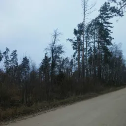 Polna droga prowadząca przez teren z rzadkimi drzewami iglastymi i liściastymi, pochmurne niebo w tle.
