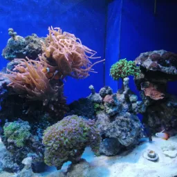 Akwarium rafowe z koralowcami, ukwiałami i rybami błazenek na tle niebieskiej ściany.