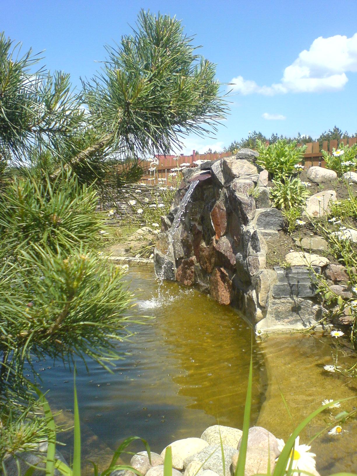 Oczko wodne z kaskadą skalną i nasadzeniami w Cierpicach, widok zza gałęzi sosny.