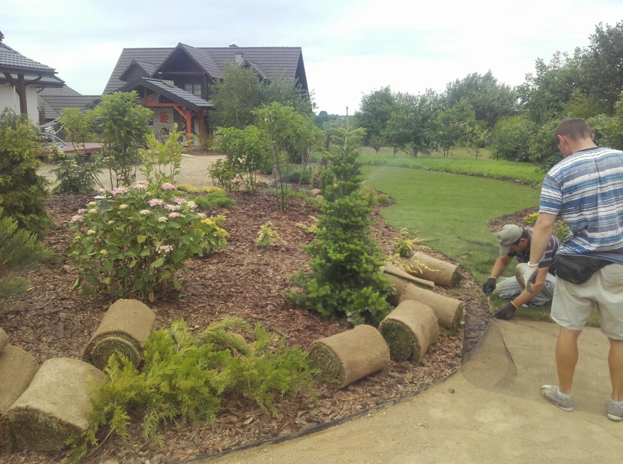 Układanie trawy z rolki w ogrodzie: dwóch mężczyzn w trakcie pracy, widoczne rolki trawy, obsypane korą rabaty z krzewami i drzewkami iglastymi, w tle dom jednorodzinny i trawnik z systemem...