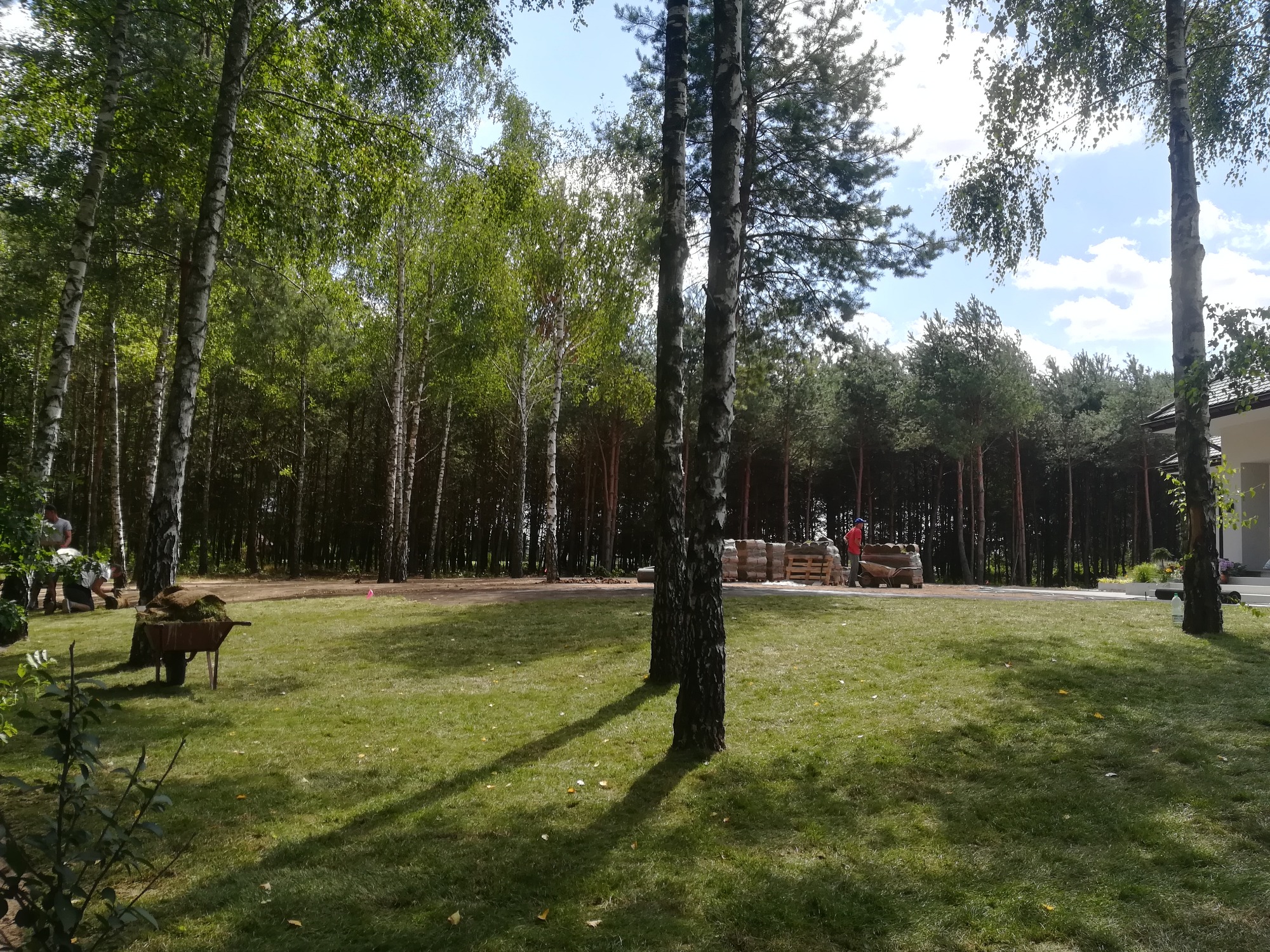 Rozległy trawnik z młodymi drzewami, taczka wypełniona darnią w tle, palety z materiałem do budowy ogrodu i pracownicy w trakcie układania trawy.