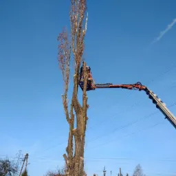Wysokie drzewo w trakcie wycinki z użyciem podnośnika koszowego, widoczne ślady cięcia gałęzi, błękitne niebo w tle.