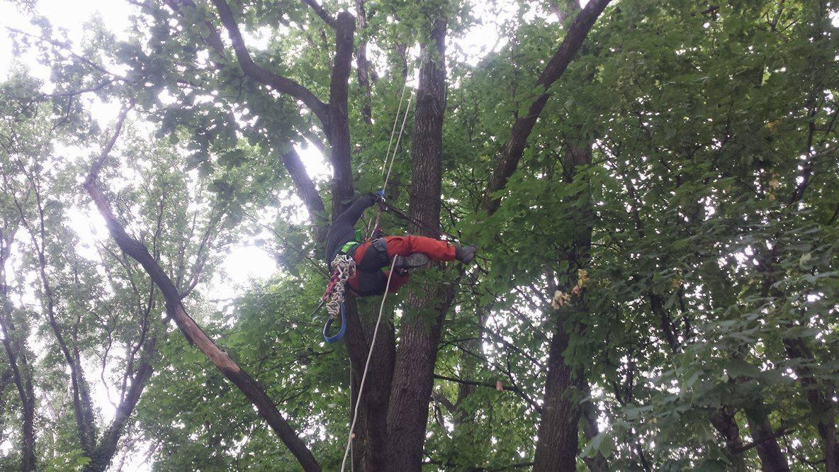 Arborysta w uprzęży, zawieszony na linie, pracuje na wysokości w koronie drzewa liściastego z gęstymi zielonymi liśćmi.