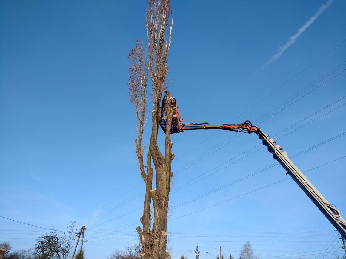 Wysokie drzewo w trakcie wycinki z użyciem podnośnika koszowego, widoczne ślady cięcia gałęzi, błękitne niebo w tle.