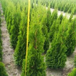 Szkółka tui szmaragd, pomiar wysokości rośliny za pomocą żółtej miarki, widok na rzędy drzewek w oddali.