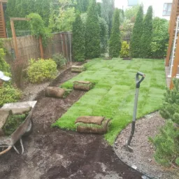 Układanie trawy z rolki w ogrodzie: pracownik z taczką pełną trawy, częściowo ułożona darń, łopata wbita w ziemię, tuje w tle.