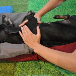 Natalia van Vlerken - Rehabilitacja z Psitupem - Czarny jamnik relaksuje się podczas masażu na poduszce, zielone tło imitujące trawę.