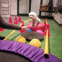 Natalia van Vlerken - Rehabilitacja z Psitupem - Biały pies rasy Maltańczyk siedzi na czerwonej poduszce pośród kolorowych akcesoriów do ćwiczeń równowagi i koordynacji, takich jak stożki, dyski sensoryczne i platforma balansująca, podczas zajęć...