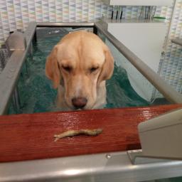 Natalia van Vlerken - Rehabilitacja z Psitupem - Jasny labrador zanurzony w wodzie w metalowej wannie, z małą suszoną rybką na drewnianej krawędzi wanny.