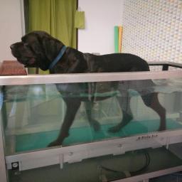 Natalia van Vlerken - Rehabilitacja z Psitupem - Ciemnobrązowy pies rasy labrador z niebieską obrożą na szyi, w trakcie hydroterapii na bieżni wodnej z logo 'Fizio Pet' na obudowie.