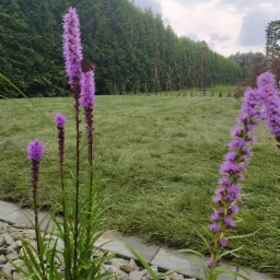 Widok na świeżo założony trawnik z rolki, z fioletowymi kwiatami na pierwszym planie i rzędem tuj w tle, pod pochmurnym niebem.