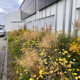 Bogusz Studio Architektura Krajobrazu - Rabata z żółtymi kwiatami i ozdobnymi trawami przed budynkiem z panelami słonecznymi. Widok na starannie zaprojektowany ogród.