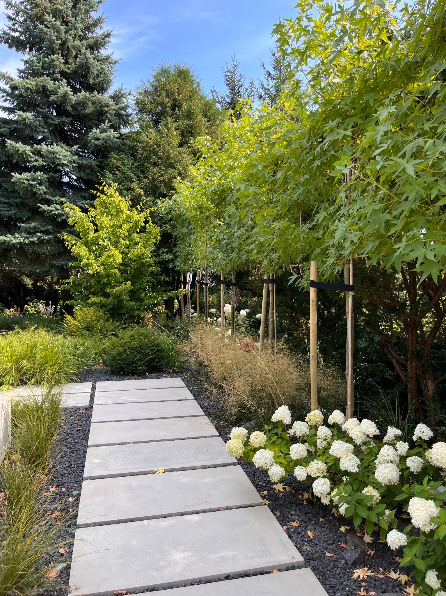 Nowoczesny ogród z betonową ścieżką, białymi hortensjami i rzędem młodych drzewek podpartych palikami. Tło stanowią wysokie drzewa iglaste i liściaste.