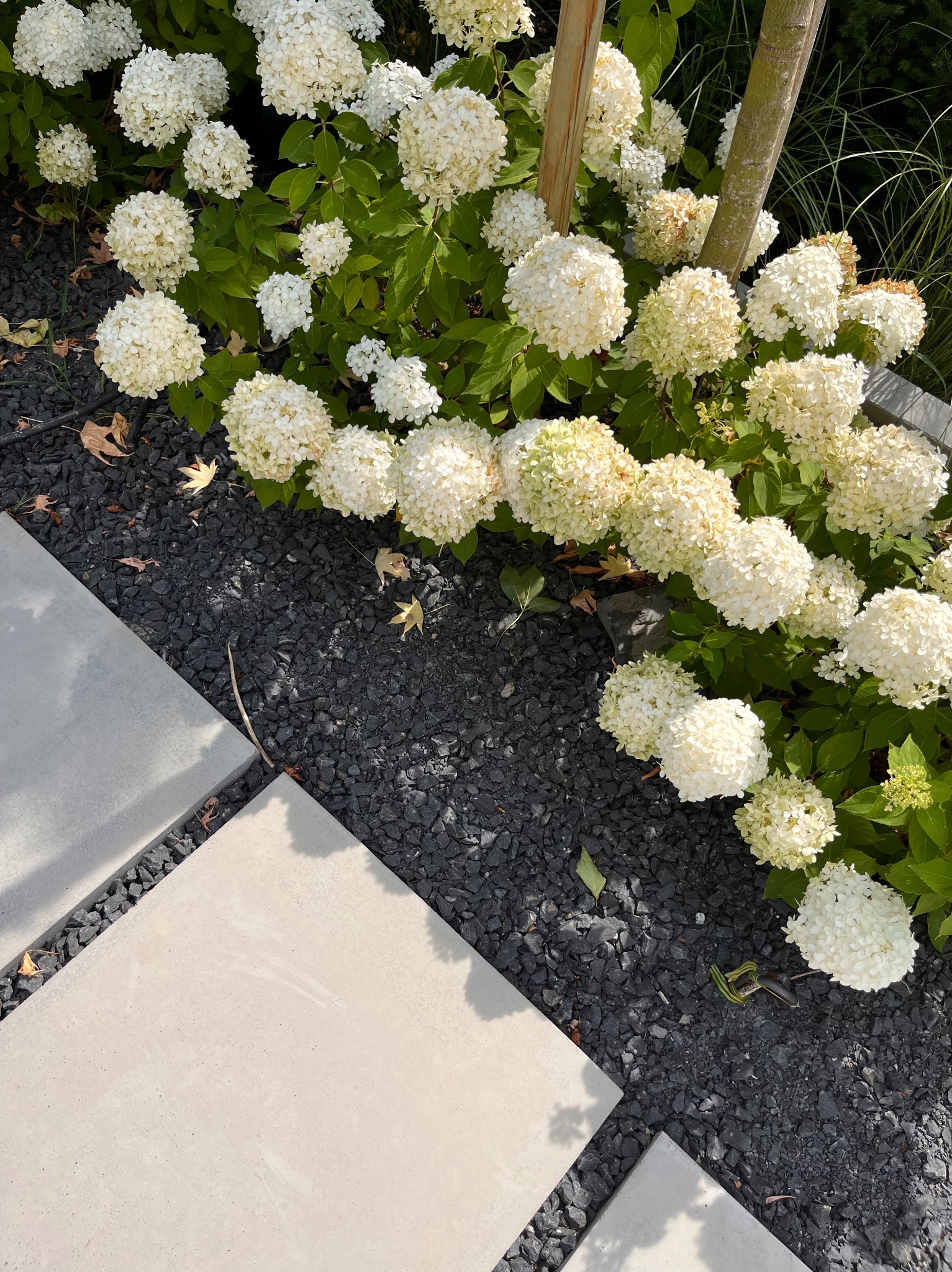 Kaskadowe hortensje 'Annabelle' wzdłuż ścieżki z płyt, otoczone czarnym grysem. Minimalistyczny ogród z akcentem na naturalne materiały i stonowaną kolorystykę.