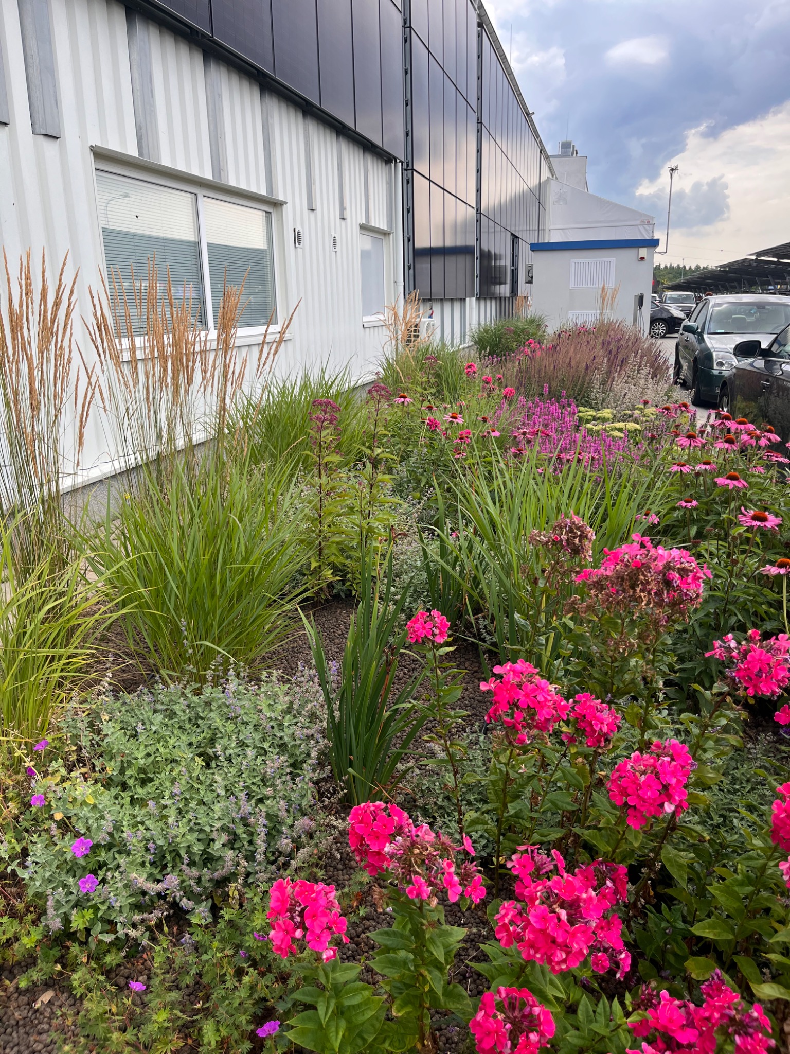 Kwitnący ogród z różnorodnymi roślinami i kwiatami w Piaski Wielkie, z budynkiem w tle. Widoczne trawy ozdobne, jeżówki i floksy w intensywnych kolorach.