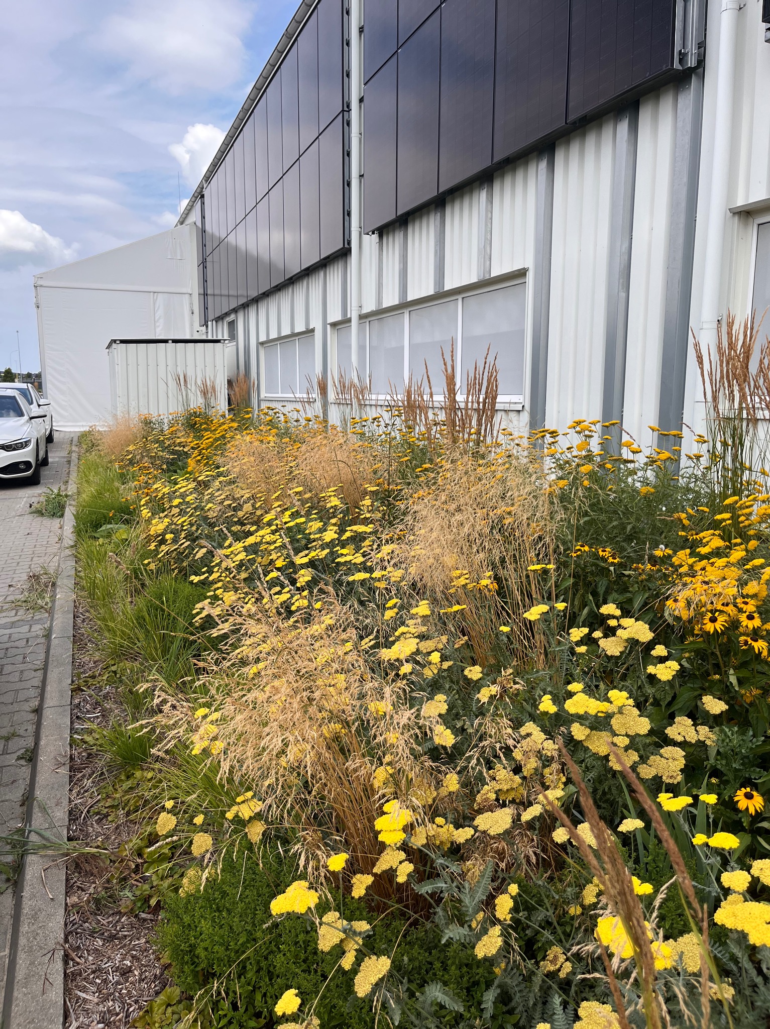 Rabata z żółtymi kwiatami i ozdobnymi trawami przed budynkiem z panelami słonecznymi. Widok na starannie zaprojektowany ogród.