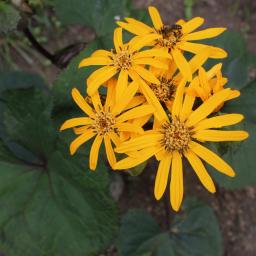 Pożyczki bez BIK Brzeg 1