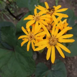 Bukiet jaskrawożółtych kwiatów języczkowych na tle dużych, ciemnozielonych liści; na jednym z kwiatów siedzi pszczoła.