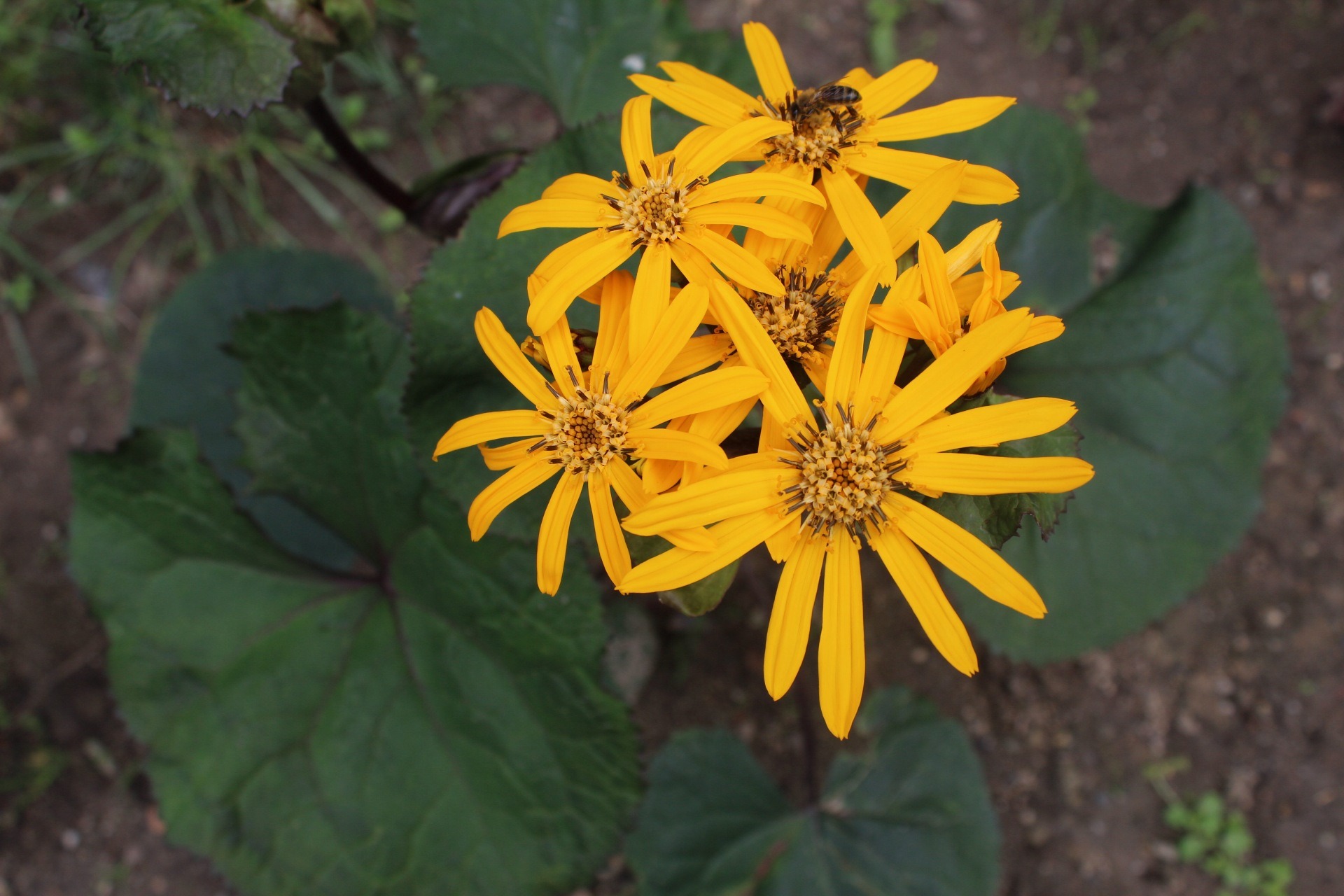 Bukiet jaskrawożółtych kwiatów języczkowych na tle dużych, ciemnozielonych liści; na jednym z kwiatów siedzi pszczoła.