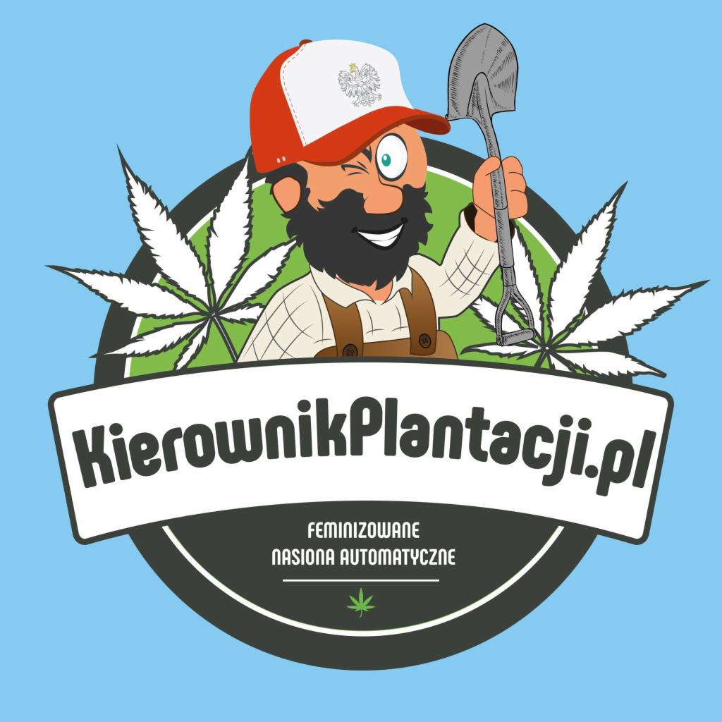 Animowana postać w czapce z orłem trzymająca łopatę, logo KierownikPlantacji.pl z liśćmi marihuany w tle, oferta feminizowanych nasion automatycznych.