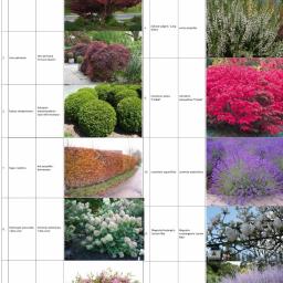 Katalog roślin do projektu