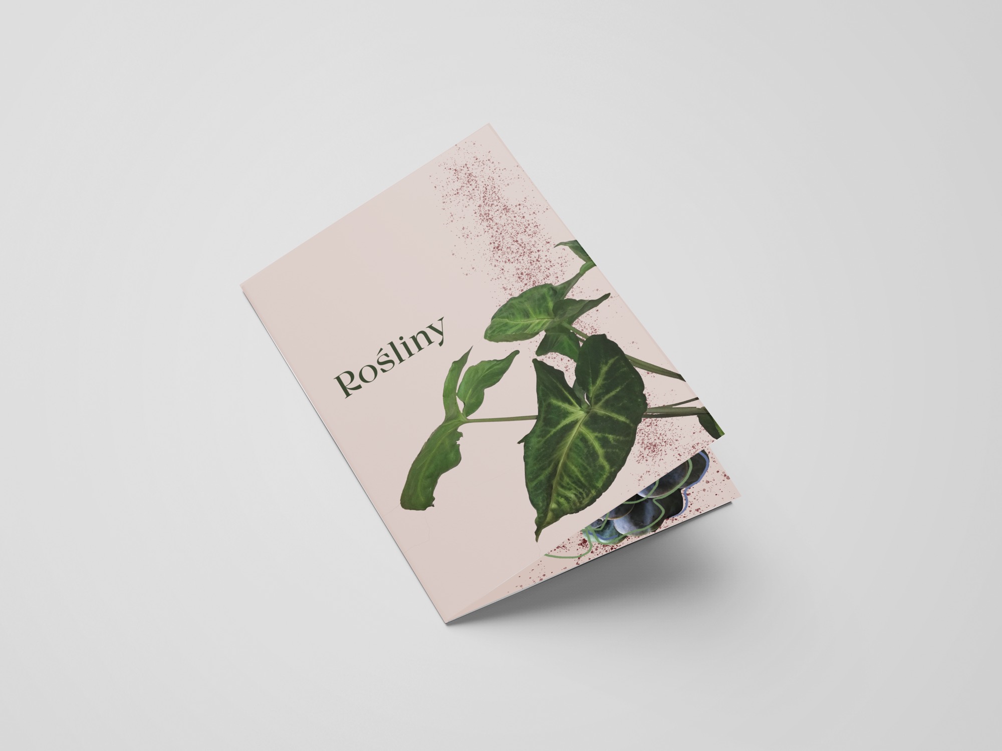 projekt broszury 'Rośliny'