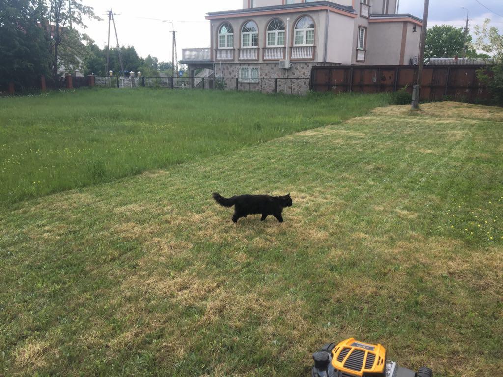 Czarny kot spaceruje po trawniku, w tle dom i wysoka trawa, w dolnym rogu widoczna kosiarka.