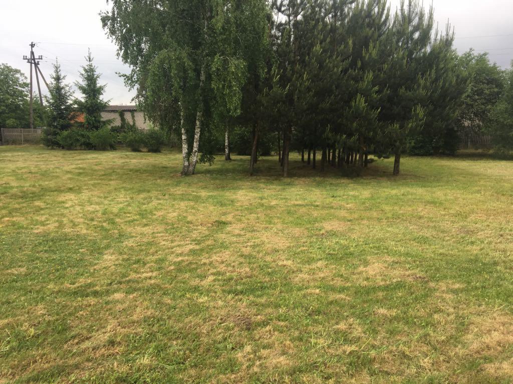 Obszar trawnika z kępami wyschniętej trawy, obok rosną brzozy i grupa drzew iglastych, w tle widoczny budynek i słup energetyczny.