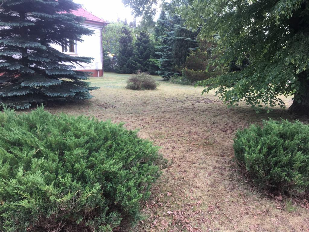 Widok na trawnik z widocznymi śladami po koszeniu, z krzewami na pierwszym planie i drzewami iglastymi w tle, przy domu z czerwonym dachem.