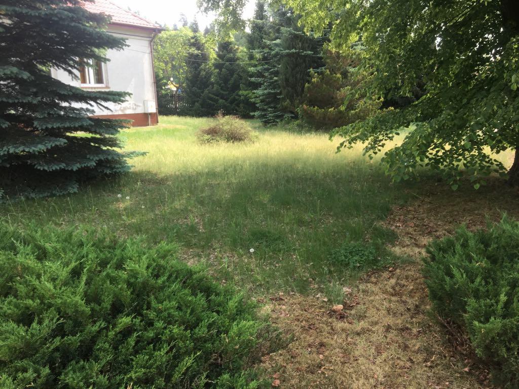 Zarośnięty trawnik przed domem jednorodzinnym z widocznymi wysokimi źdźbłami trawy, krzewami iglastymi i liściastymi oraz fragmentem elewacji budynku.