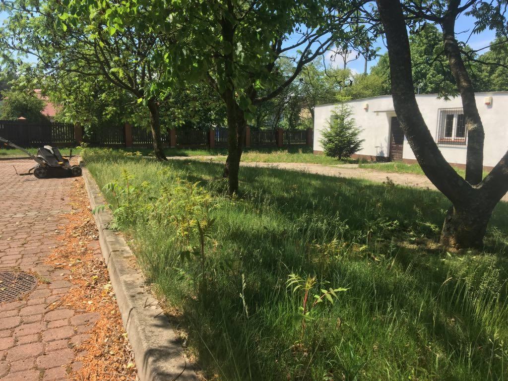 Nierówna trawa przed budynkiem i drzewami, z kosiarką na brukowanej ścieżce obok, w słoneczny dzień.