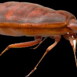 Dezynsekcja i deratyzacja Warszawa 4