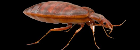Brązowy pluskwiak z długimi odnóżami na czarnym tle. Detalowy widok owada, prawdopodobnie pluskwy domowej, z bliska.