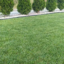 Równy trawnik z rolki, oddzielony czarną obwódką od białego żwiru i rzędu tuj.