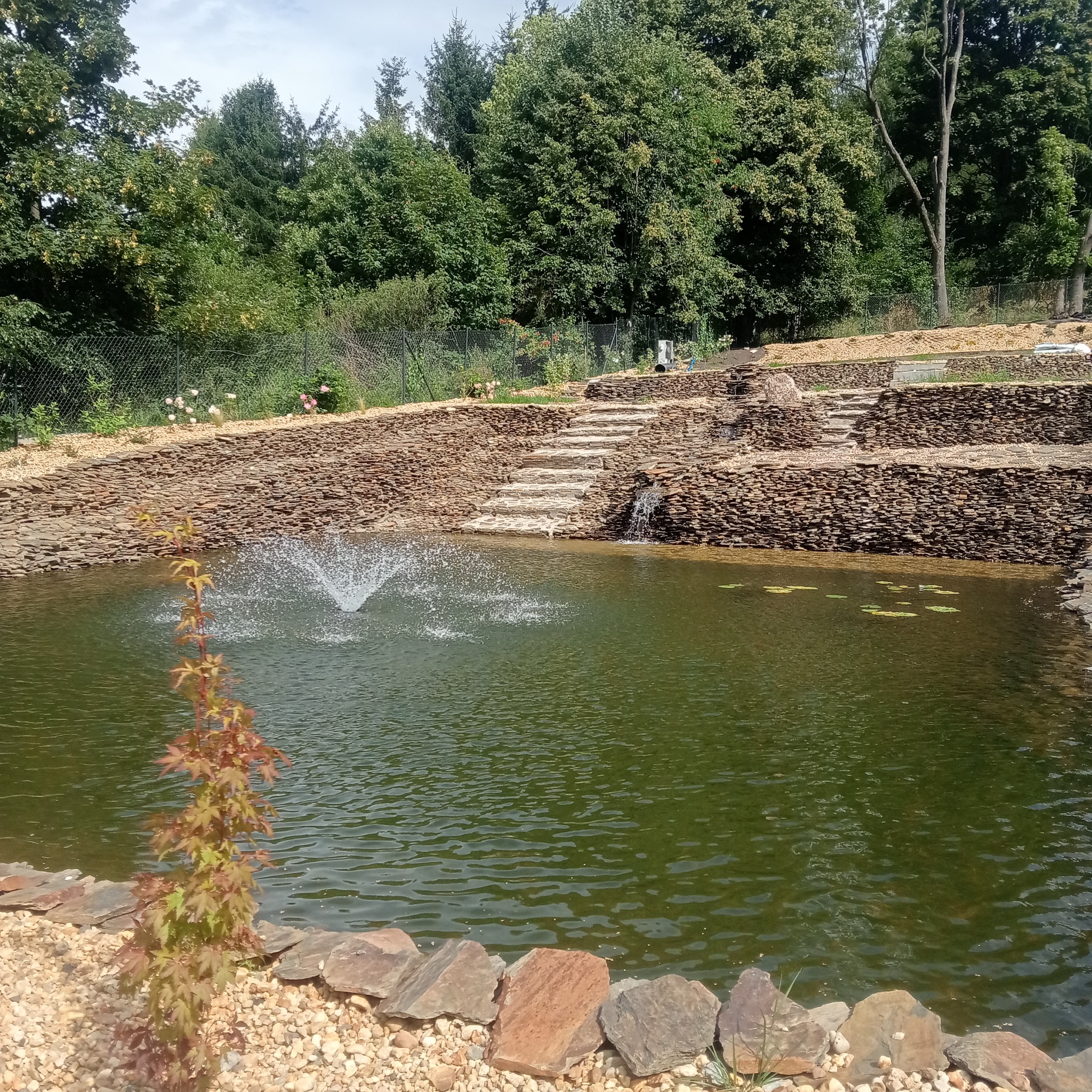 Oczko wodne z kaskadą i fontanną, wykończone kamieniem łupkowym, otoczone zielenią. Woda o zielonkawym odcieniu. Widoczne rośliny wodne i ozdobny klon palmowy.