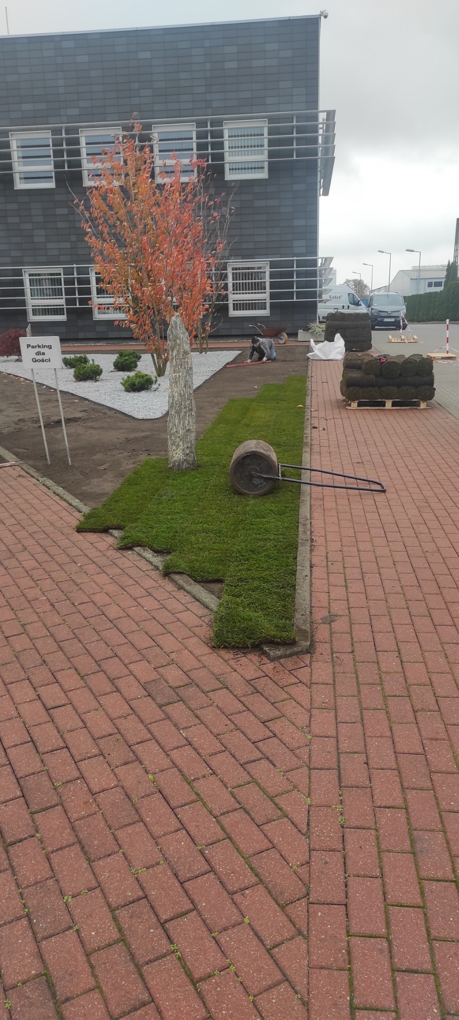 Układanie trawy z rolki przy budynku biurowym, widoczny wał do ubijania, palety z rolkami trawy, pracownik wyrównujący teren, dekoracyjne kamienie i drzewko z pomarańczowymi liśćmi.