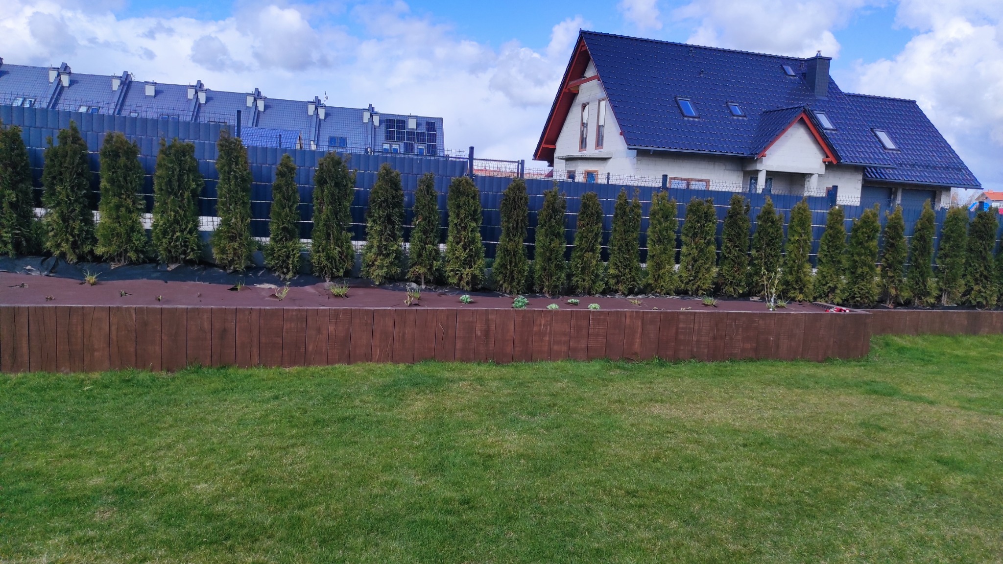 Równy szpaler młodych tuj posadzonych wzdłuż drewnianego płotku, świeżo skoszony trawnik na pierwszym planie, w tle domy z ciemnymi dachami.