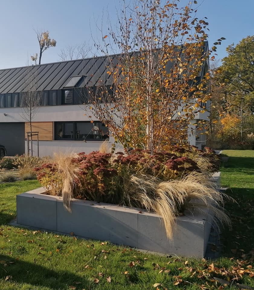 Wyniesiona rabata z brzozą, trawami ozdobnymi i rozchodnikami w betonowej obudowie na tle nowoczesnego domu z grafitowym dachem. Jesienne słońce oświetla rośliny i trawę. Widoczne opadłe liście...