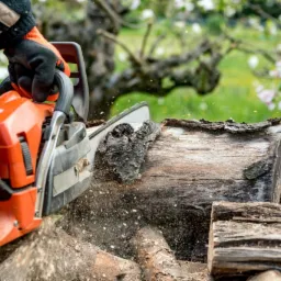 Operator w rękawicach tnący kłodę piłą łańcuchową, w tle kwitnące drzewo owocowe i trawnik.