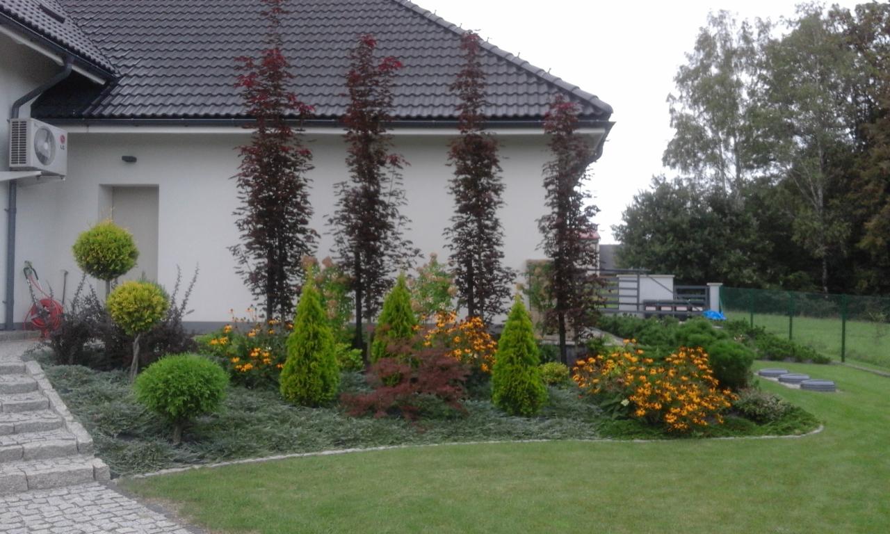 Ogród przydomowy z nasadzeniami: formowane kule z bukszpanu, strzeliste drzewa o purpurowych liściach, stożkowe iglaki i rabaty z pomarańczowymi kwiatami, widok z trawnika na elewację domu.