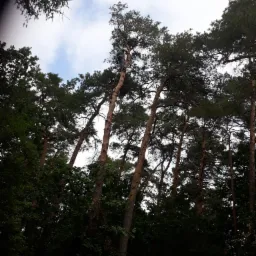 Arborysta w uprzęży na wysokiej sośnie, widok z dołu na tle nieba z chmurami.