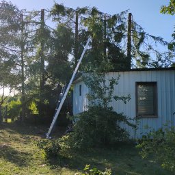 ALbor K.Rydzik - Przycięte drzewa iglaste z drabiną opartą o biały blaszany budynek w słoneczny dzień. Widoczne pnie drzew po wycince gałęzi.