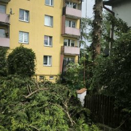 ALbor K.Rydzik - Arborysta na drzewie obok żółtego bloku, w tle sterta gałęzi. Widać ślady po cięciu. Praca na wysokościach, zabezpieczenia linowe.