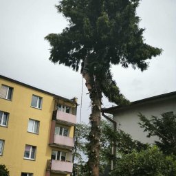 ALbor K.Rydzik - Arborysta na linie tnie wysokie drzewo iglaste w pobliżu bloku mieszkalnego. Ścięte gałęzie leżą na ziemi. Etapowa wycinka drzewa od góry.