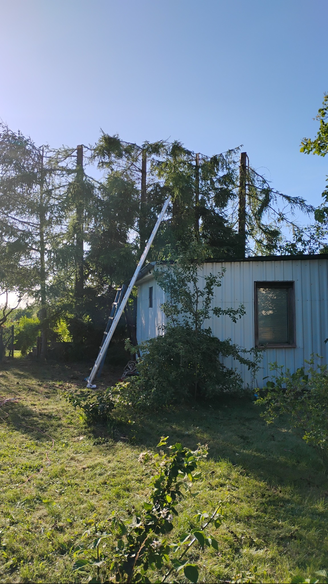 Przycięte drzewa iglaste z drabiną opartą o biały blaszany budynek w słoneczny dzień. Widoczne pnie drzew po wycince gałęzi.