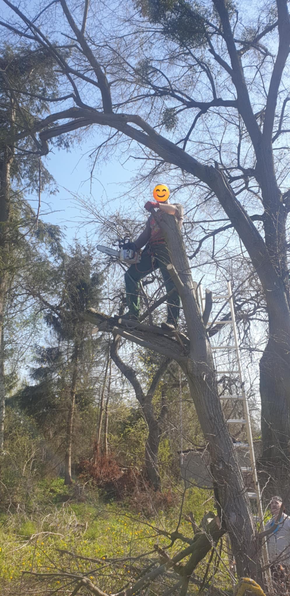 Arborysta z piłą łańcuchową na drzewie, zabezpieczony uprzężą, obok drabina. W tle las i błękitne niebo. Wycinka gałęzi na wysokości.